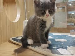 -屋虎猫馆(宝安大仟里店)