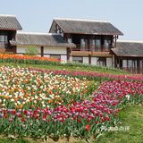 梦中花园——湖北孝感金卉庄园