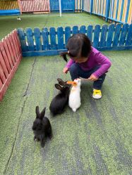 -萌宠亲子动物乐园(槐房万达店)