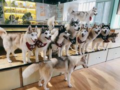 -Husky Go! 哈士奇体验馆·宠物咖啡厅狗咖