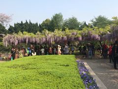 -嘉定紫藤园