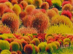 -花开海上生态园