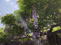 -嘉定紫藤园
