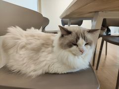 -有喵·猫咖·狗咖·30几只猫10只小狗(岗厦店)