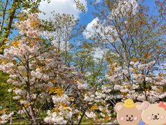 -长白岛森林公园