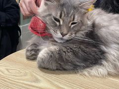 -楼上猫咖(罗湖店)