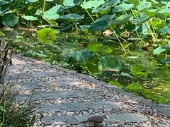 -丰台科技园生态主题公园
