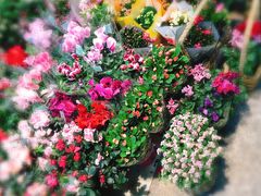 -卜蜂莲花(杨高南路店)