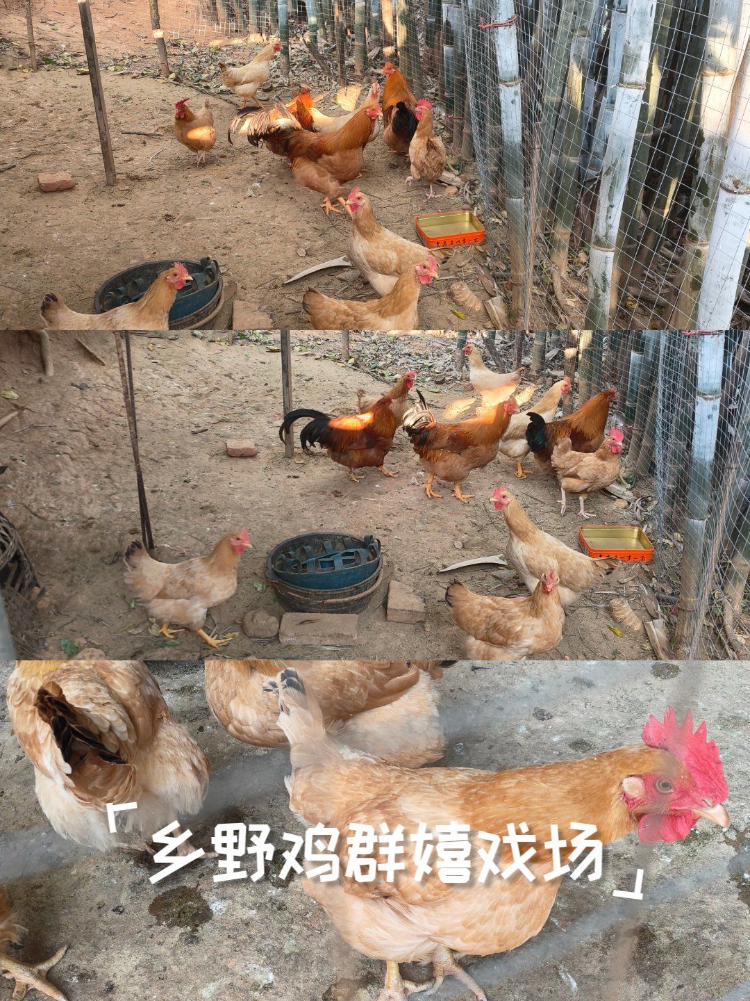 乡野鸡群嬉戏场