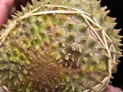 -都念榴莲·城市榴莲