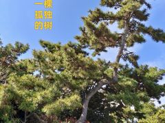 -青岛海滨风景区