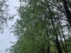 -深圳龙潭公园