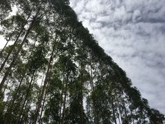 -桉树林A coffee 森林餐厅(三圣乡店)