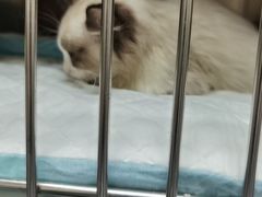 -BABIT巴比特宠物(MOMOPARK店)