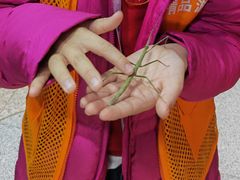 -上海大自然野生昆虫馆(东方明珠·爬宠昆虫探索中心)