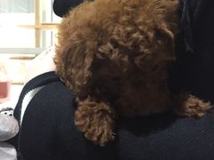 -1013 PET SHOP 宠物商店(近铁城市广场店)