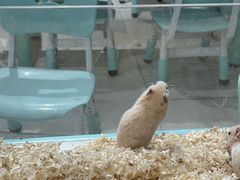 -怪兽屋·羊驼·猫咖·狗咖(俊华广场店)