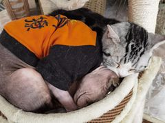 -共舞时光猫咖·狗咖(新街口店)