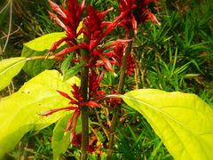-中国科学院西双版纳热带植物园