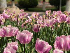 -上海鲜花港