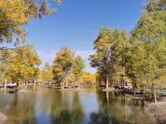 -金塔沙漠胡杨林景区