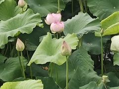-荷塘月色湿地公园·向阳花洲