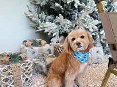 -J Create城市露营咖啡·简餐·宠物(上海动物园店)