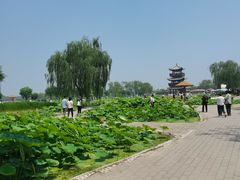 -白洋淀景区