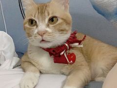 -瑞鹏宠物医院·骨科·猫科·内科(第一中心)