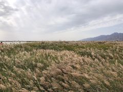 -哈素海