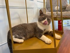 -遇见羊驼·奶狗咖·布偶猫咖·法斗柯基柴犬阿拉斯加(春熙路太古里IFS店)