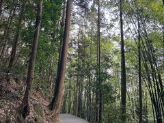 -缙云山景区
