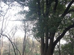 -蜀冈西峰生态公园