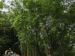-云南勐巴娜西珍奇园