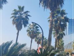 -金沙湖公园