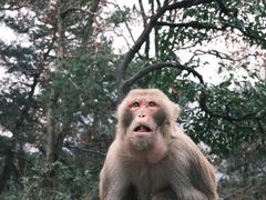 -黔灵山公园