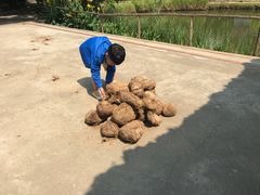 -大象粑粑造纸公园