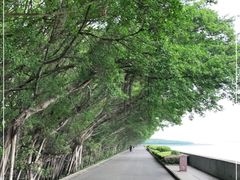 -大湾区中央湿地公园