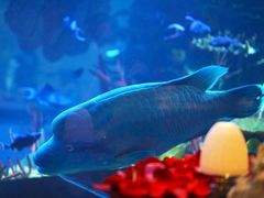 -迪拜帆船酒店海底餐厅