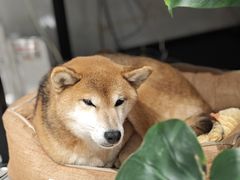 -不错NOTBAD咖啡馆