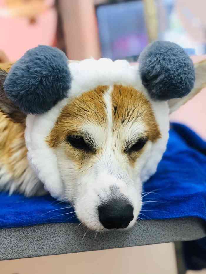 妮娜宠物ninapet-"啦啦啦啦啦啦,特别好!生日特别火爆,排队.