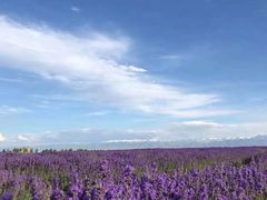 -伊犁河风景区