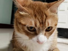 -石头咕(葵蓬店)