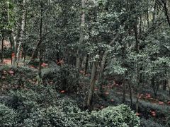 -上海佘山国家森林公园天马山园