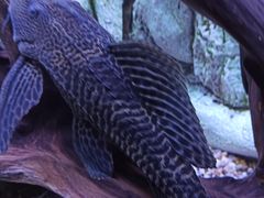 -上海海洋水族馆