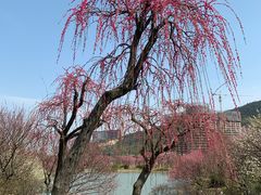-长兴太湖图影湿地文化园