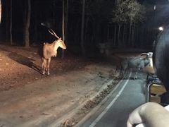 -清迈夜间动物园