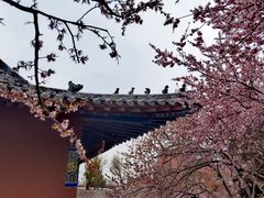 -桃花堤公园