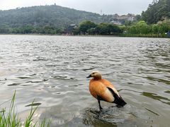 -顺峰山公园