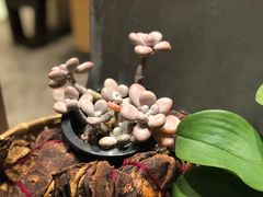 -若蘭慈·无国界素食料理(欢乐海岸店)